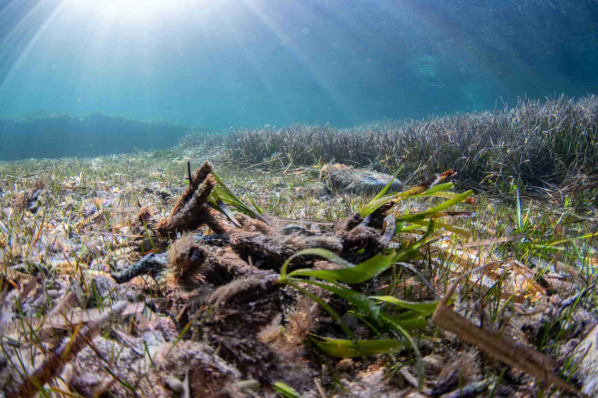 La bahía de Pollença “al límite de su carga ecológica” según un estudio realizado por Arrels Marines