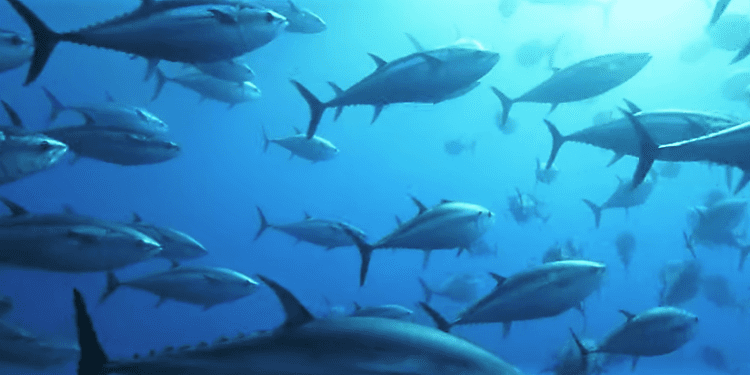 20 años investigando al atún rojo en Baleares