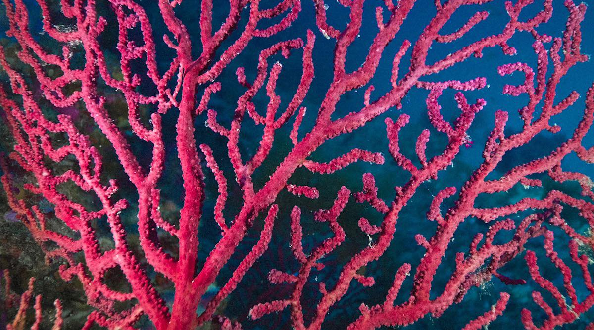 gorgonia, coralviu, fernando garfella, maría mantecón