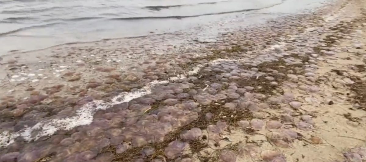El temporal arrastra medusas a las costas de Menorca