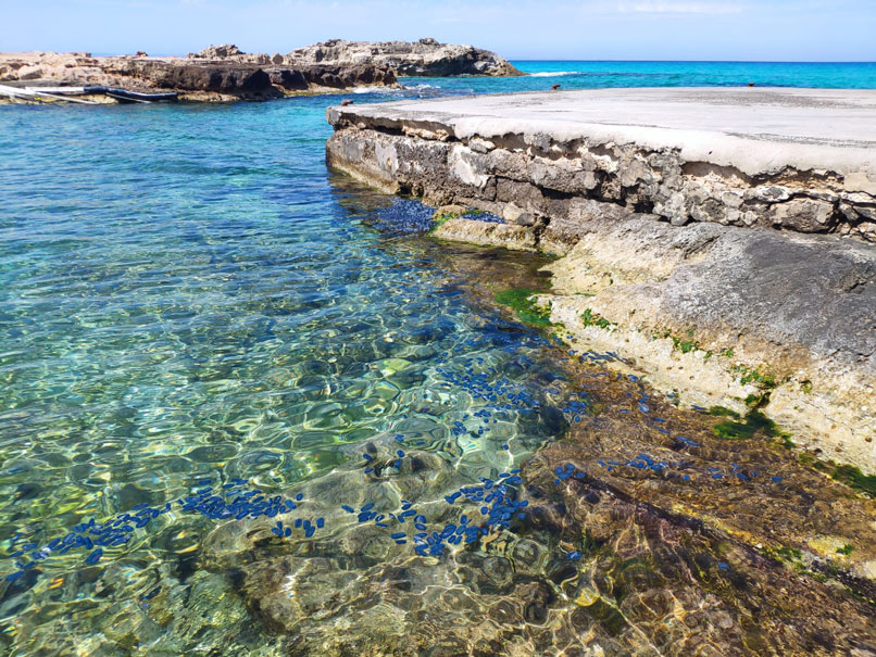 Las medusas velero cubren las costas de Ibiza y Formentera