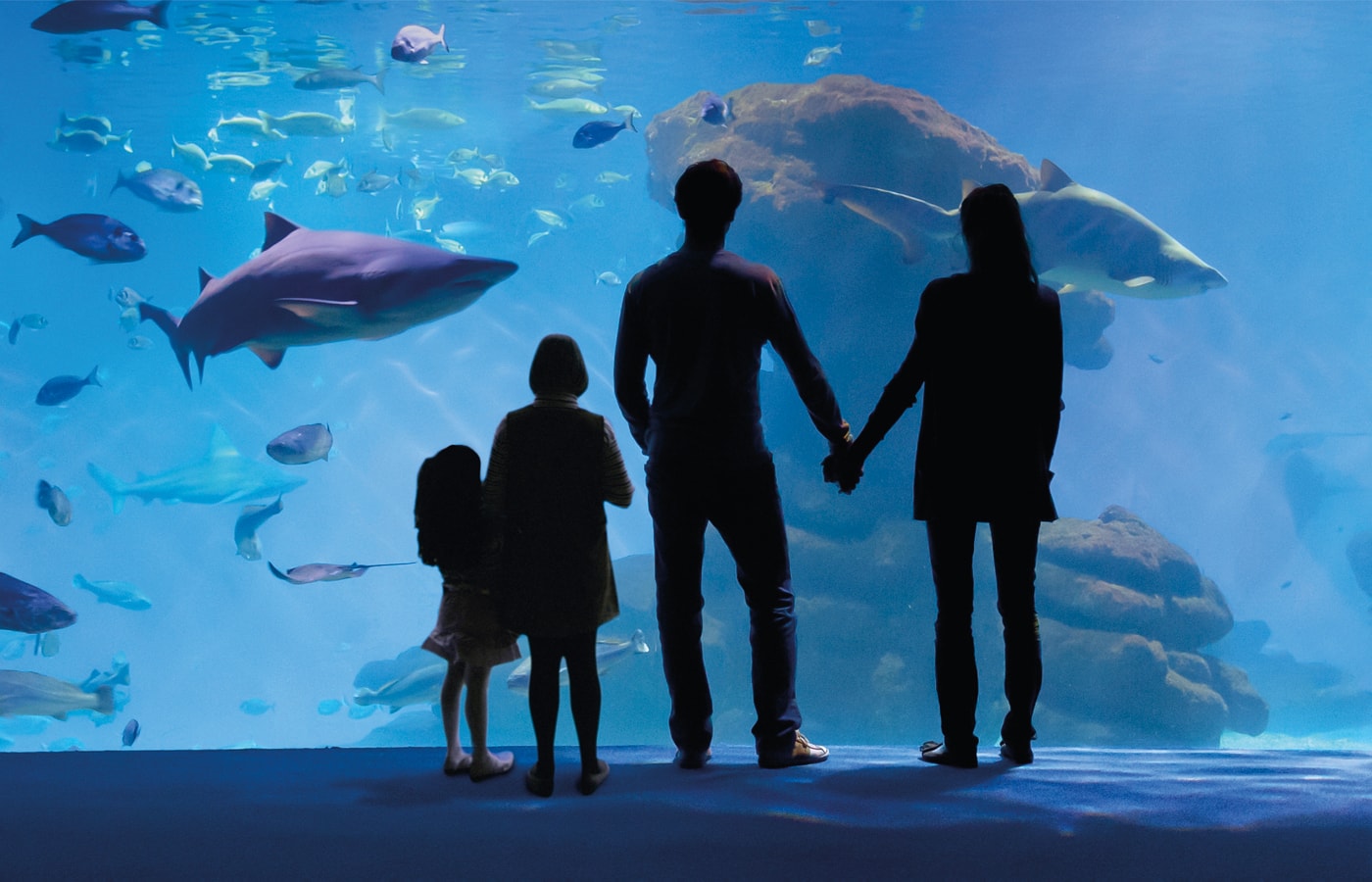 Palma Aquarium, 15 años concienciando sobre el mundo marino
