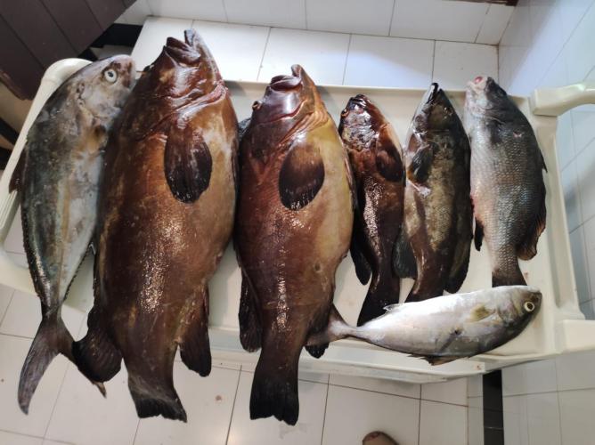 Incautado pescado furtivo en un restaurante de Menorca