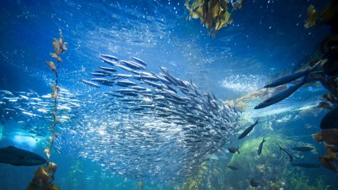 Sucesos en Mallorca  Denunciado por practicar pesca submarina en la  reserva del Llevant