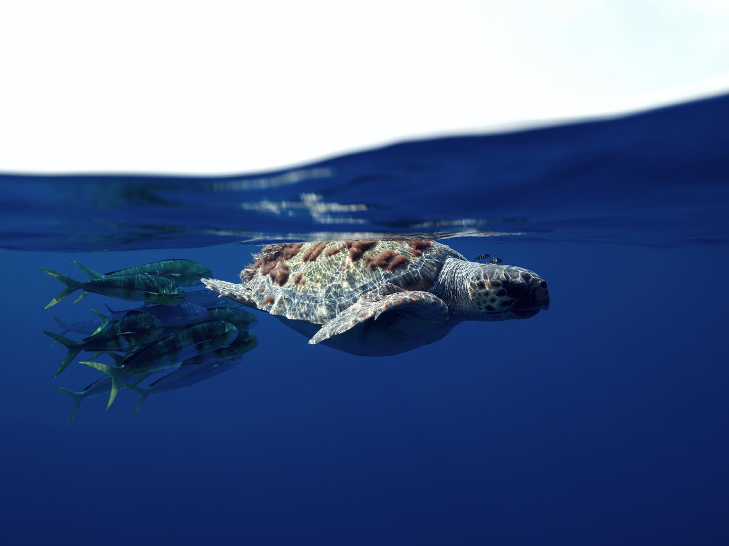 El 75% de las tortugas rescatadas en 2022 estaban atrapadas en plásticos