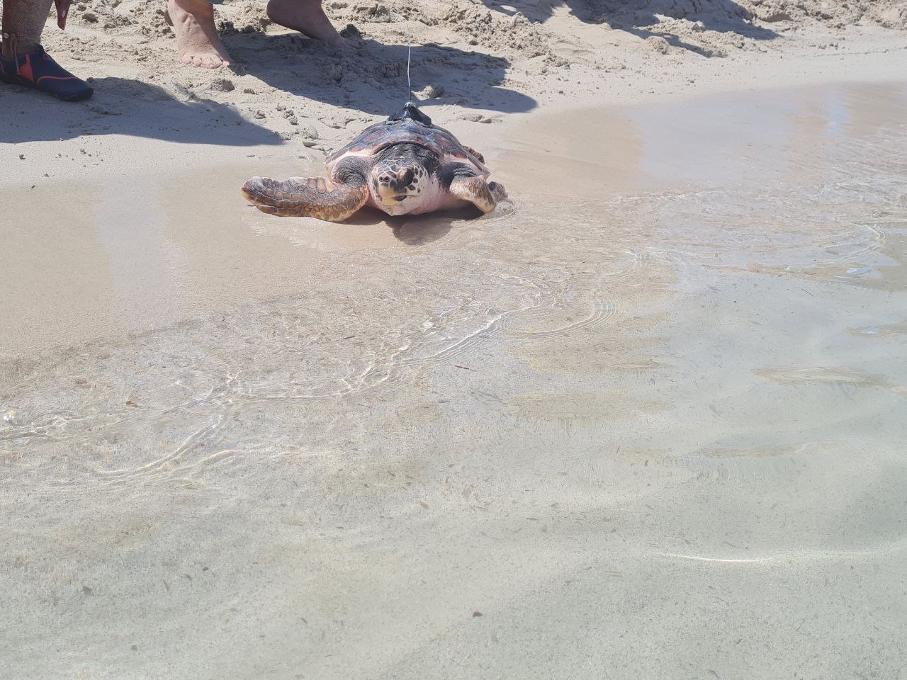Liberadas en el mar tres tortugas marinas nacidas en Ibiza